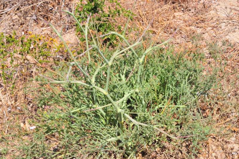 Seseli tortuosum / Finocchiella mediterranea